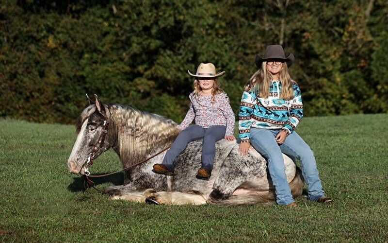 appaloosa-gelding-4years-15-hh-roan-red-showjumpers-trailhorses-mount-vernon-ky_15e34f15-27dd-4b76-9032-6c1769ea181f