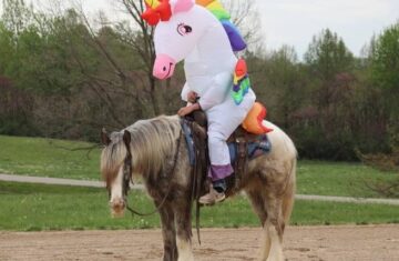 appaloosa-gelding-4years-15-hh-roan-red-showjumpers-trailhorses-mount-vernon-ky_7b3f6de2-5c94-4796-b896-118d32e03499