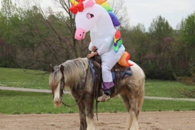 appaloosa-gelding-4years-15-hh-roan-red-showjumpers-trailhorses-mount-vernon-ky_7b3f6de2-5c94-4796-b896-118d32e03499