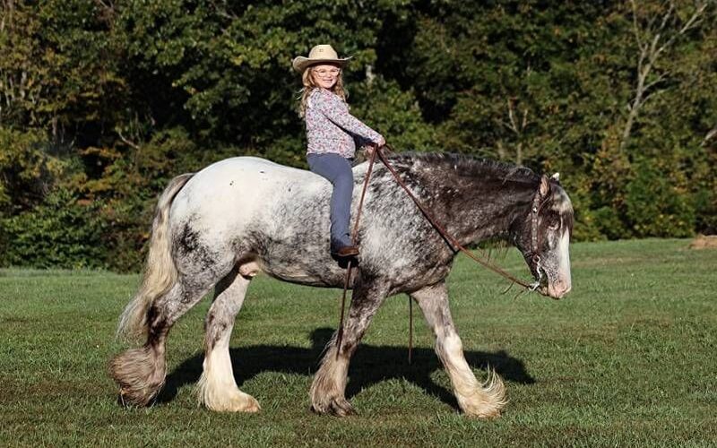 appaloosa-gelding-4years-15-hh-roan-red-showjumpers-trailhorses-mount-vernon-ky_9ce09e01-3b4a-430b-b591-1832b73b2adb