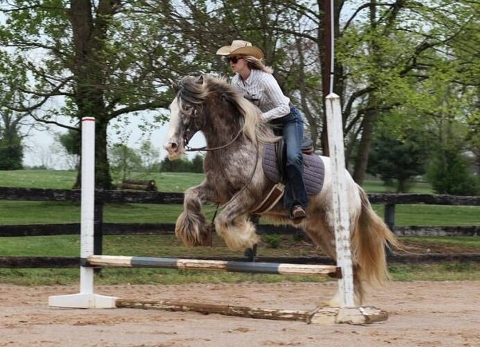 appaloosa-gelding-4years-15-hh-roan-red-showjumpers-trailhorses-mount-vernon-ky_ada68480-72a1-4bc6-8b2f-12526efdc437