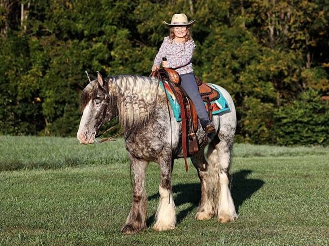 appaloosa-gelding-4years-15-hh-roan-red-showjumpers-trailhorses-mount-vernon-ky_d1b74f1b-a404-4b4f-b95c-24ad7b198bb6