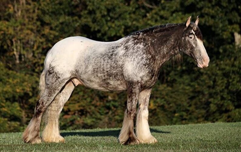 appaloosa-gelding-4years-15-hh-roan-red-showjumpers-trailhorses-mount-vernon-ky_d56d8847-862d-4f66-b8fe-a9931c52e009