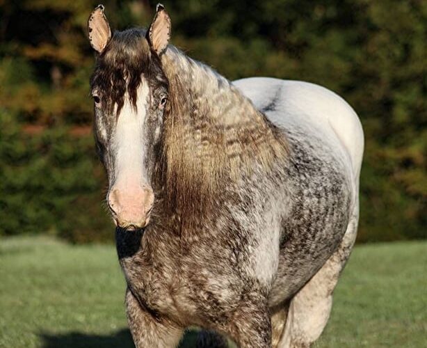 appaloosa-gelding-4years-15-hh-roan-red-showjumpers-trailhorses-mount-vernon-ky_d57f72d5-e75c-4221-bb13-6e9c680ae1eb