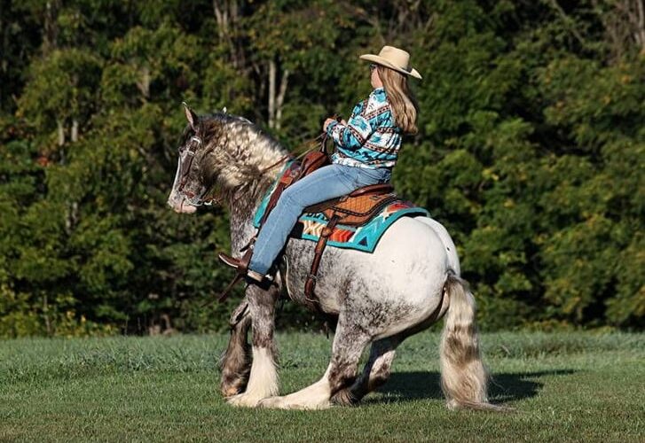 appaloosa-gelding-4years-15-hh-roan-red-showjumpers-trailhorses-mount-vernon-ky_ea9bac99-a7fd-464f-84fa-5b1c84206858