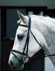assorted-sale-bridles-45-TH