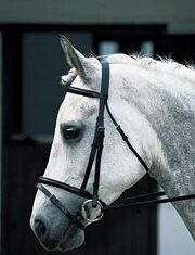 assorted-sale-bridles-45-TH