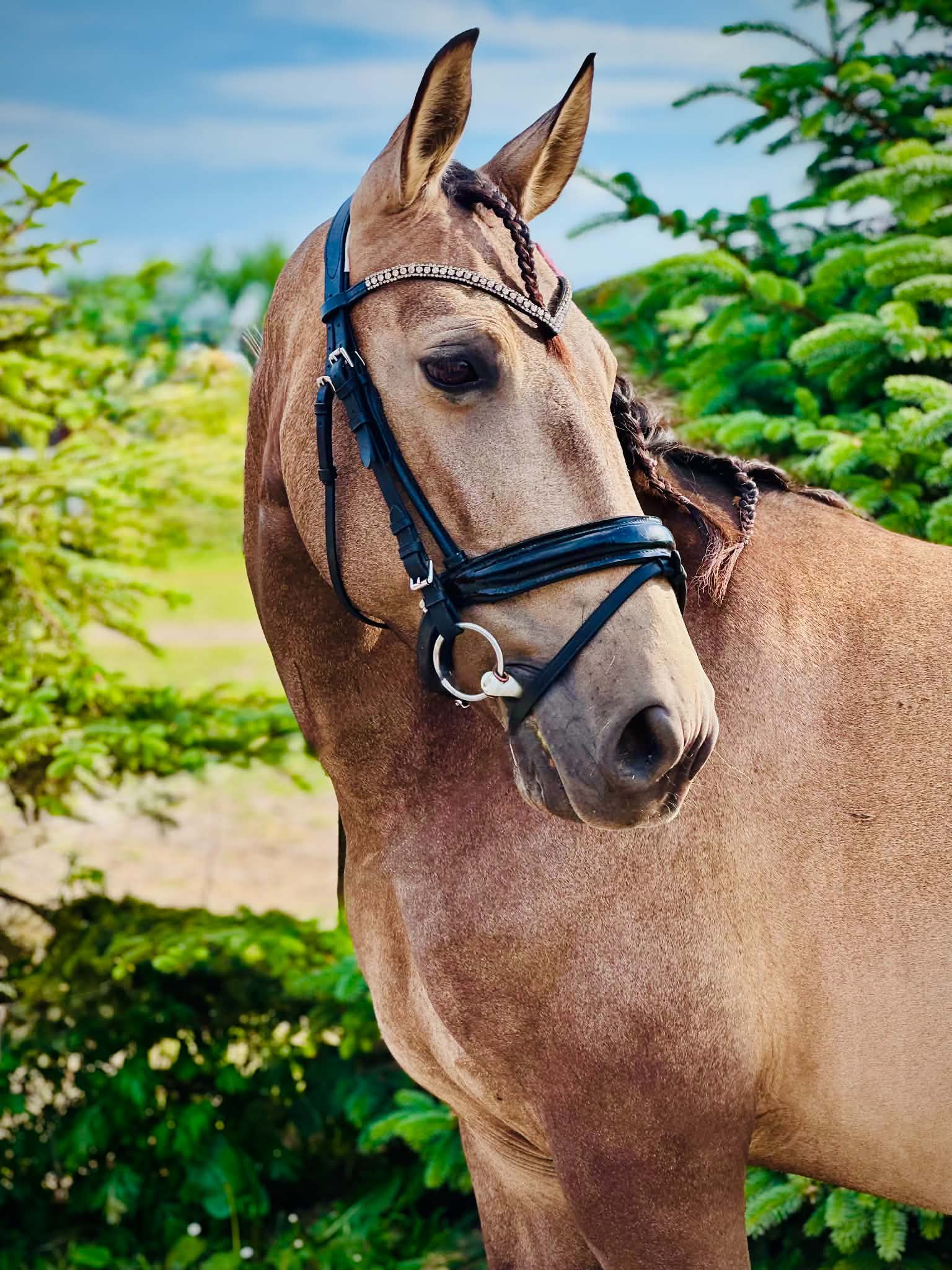 PRE licensed mare