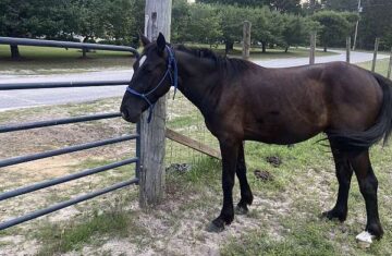 bay-hoa-gelding