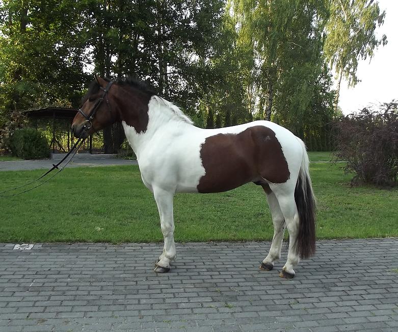 danyy-pony-1