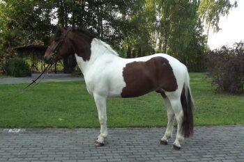 danyy-pony