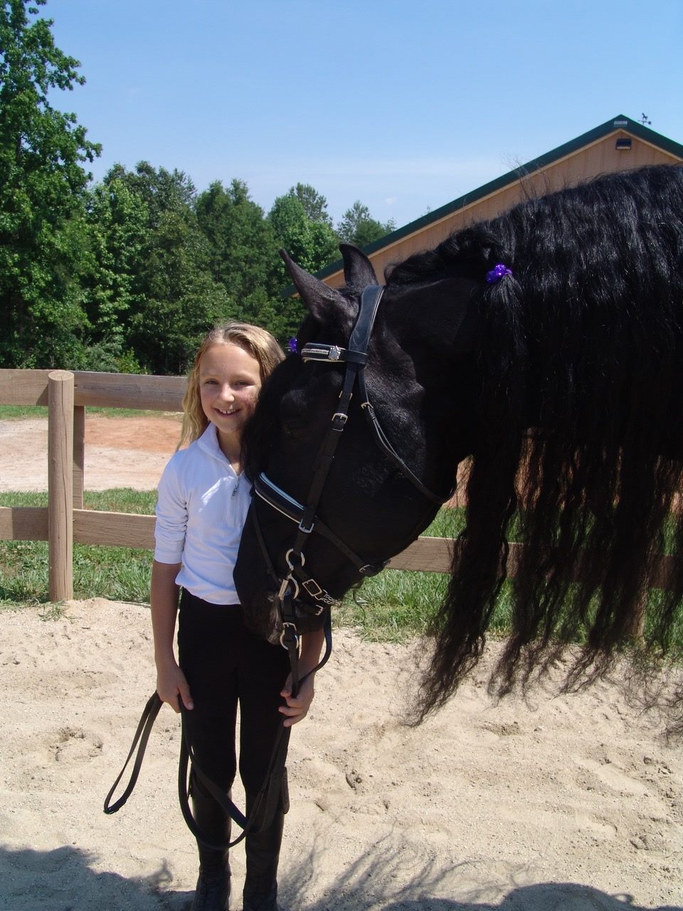 Excellent friesian horse