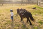 driving-pony