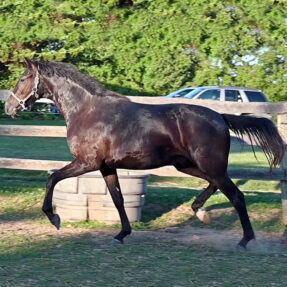 Dutch Warmblood KWPN Mare for sale