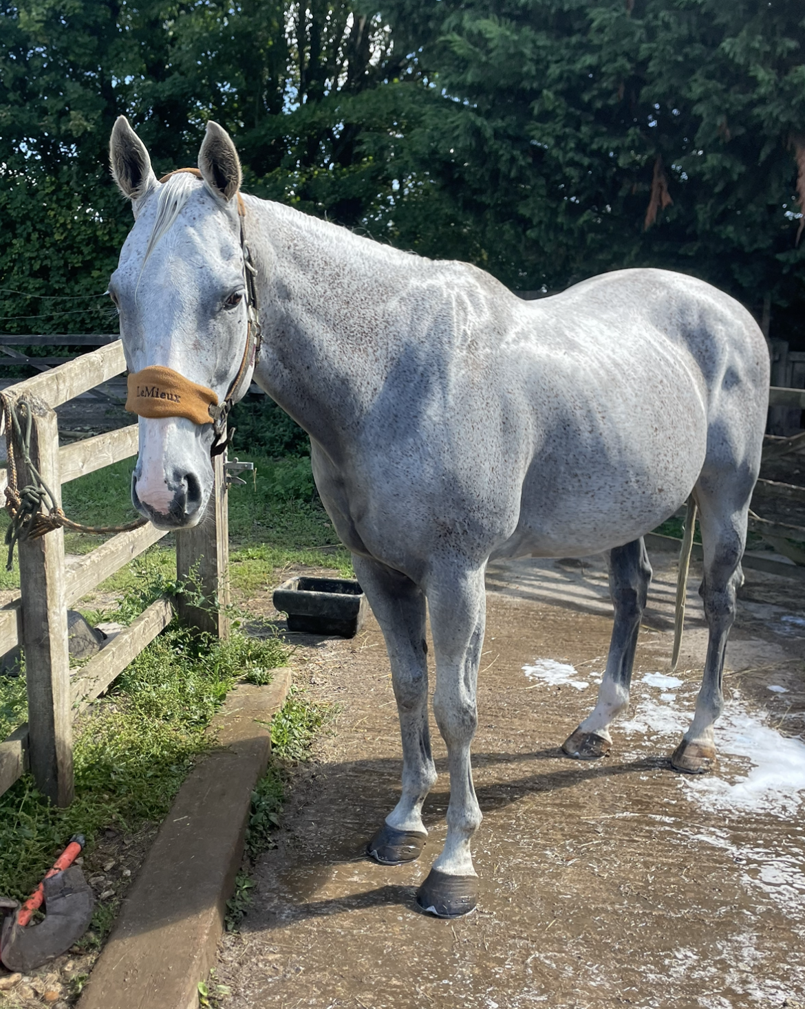 eventingdressage-horse
