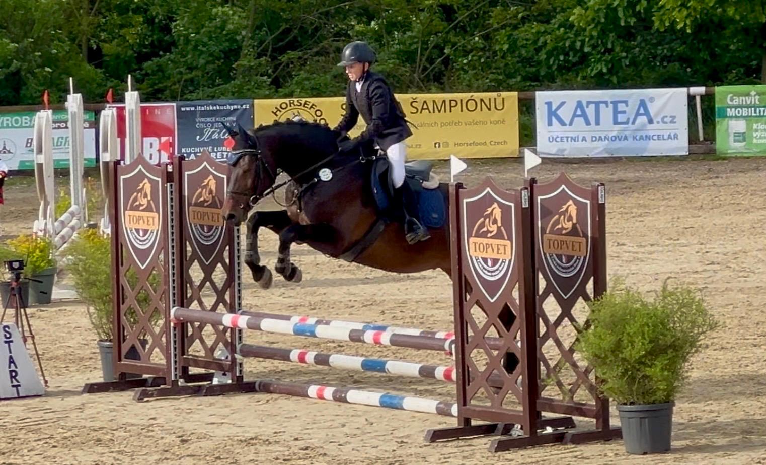 Cosmopolitan 2019 Gelding by Coromont