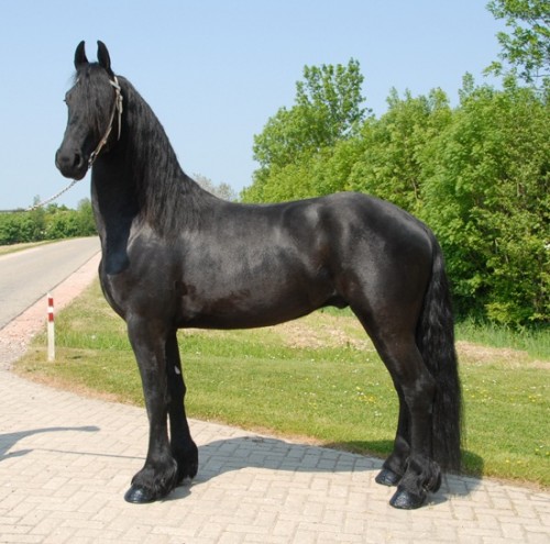 frise-2