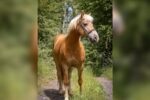 haflinger-mare-8years-14-1-hh-palomino-dressagehorses-breedinghorses-leisurehorses-hoechstaedt-im-fichtelgebirge_2095389a-3121-4be3-9e87-f0f74a213421