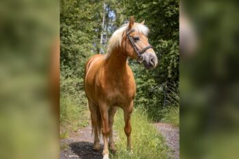 haflinger-mare-8years-14-1-hh-palomino-dressagehorses-breedinghorses-leisurehorses-hoechstaedt-im-fichtelgebirge_2095389a-3121-4be3-9e87-f0f74a213421