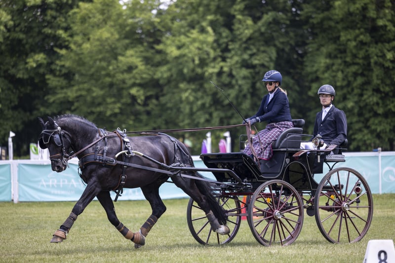 heavy-warmblood-gelding-5years-15-2-hh-black-carriagehorses-dressagehorses-ack_297c3fb9-a02e-4023-970a-f44e4b3ae50e