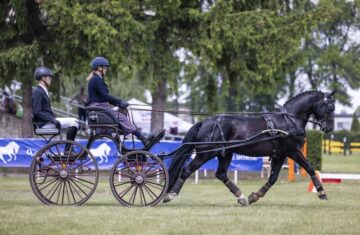 heavy-warmblood-gelding-5years-15-2-hh-black-carriagehorses-dressagehorses-ack_3a966a5d-a29c-4c69-83b3-4de3c9b07493