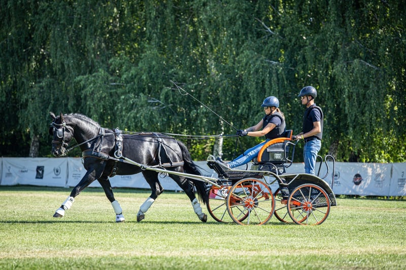 heavy-warmblood-gelding-5years-15-2-hh-black-carriagehorses-dressagehorses-ack_722e08d1-26b2-4855-a4a4-9fdcef6e3468