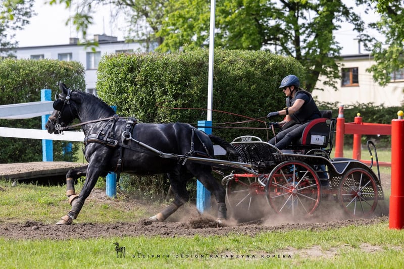 heavy-warmblood-gelding-5years-15-2-hh-black-carriagehorses-dressagehorses-ack_828c0e86-8ed5-4017-9f1d-d788999f0776