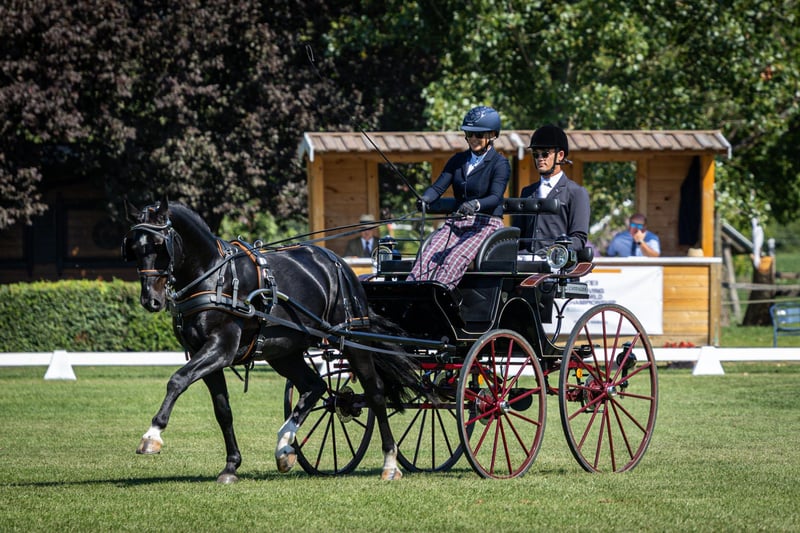 heavy-warmblood-gelding-5years-15-2-hh-black-carriagehorses-dressagehorses-ack_a694860f-3df2-40d3-8158-9cdfc6d57437