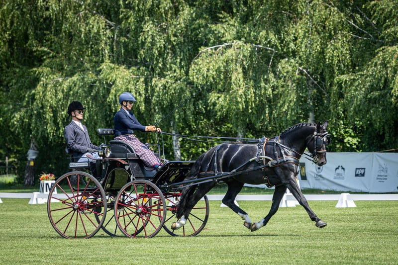 heavy-warmblood-gelding-5years-15-2-hh-black-carriagehorses-dressagehorses-ack_f91623c1-cf57-4aef-8b56-3030471c9178-1