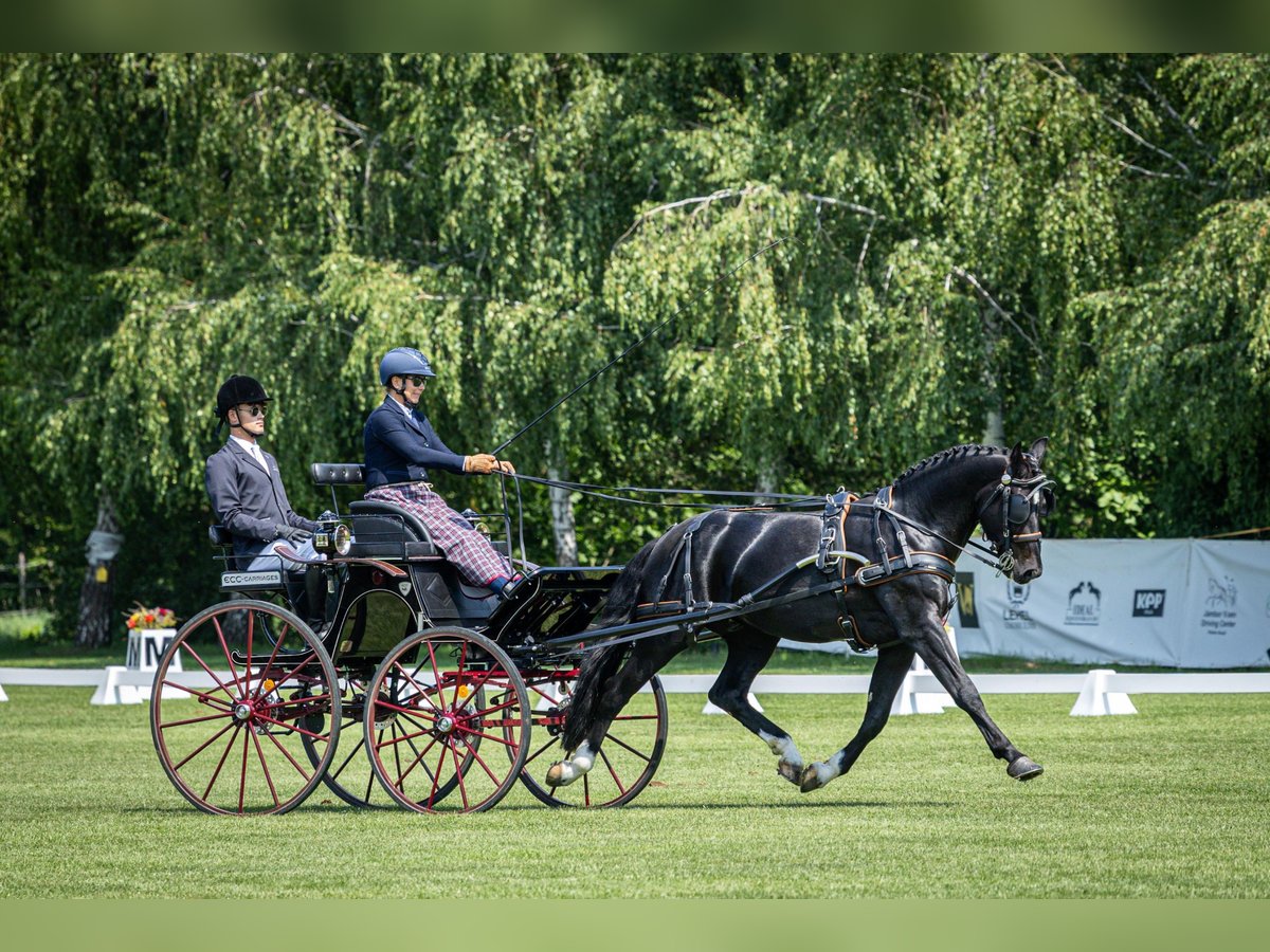 heavy-warmblood-gelding-5years-15-2-hh-black-carriagehorses-dressagehorses-ack_f91623c1-cf57-4aef-8b56-3030471c9178