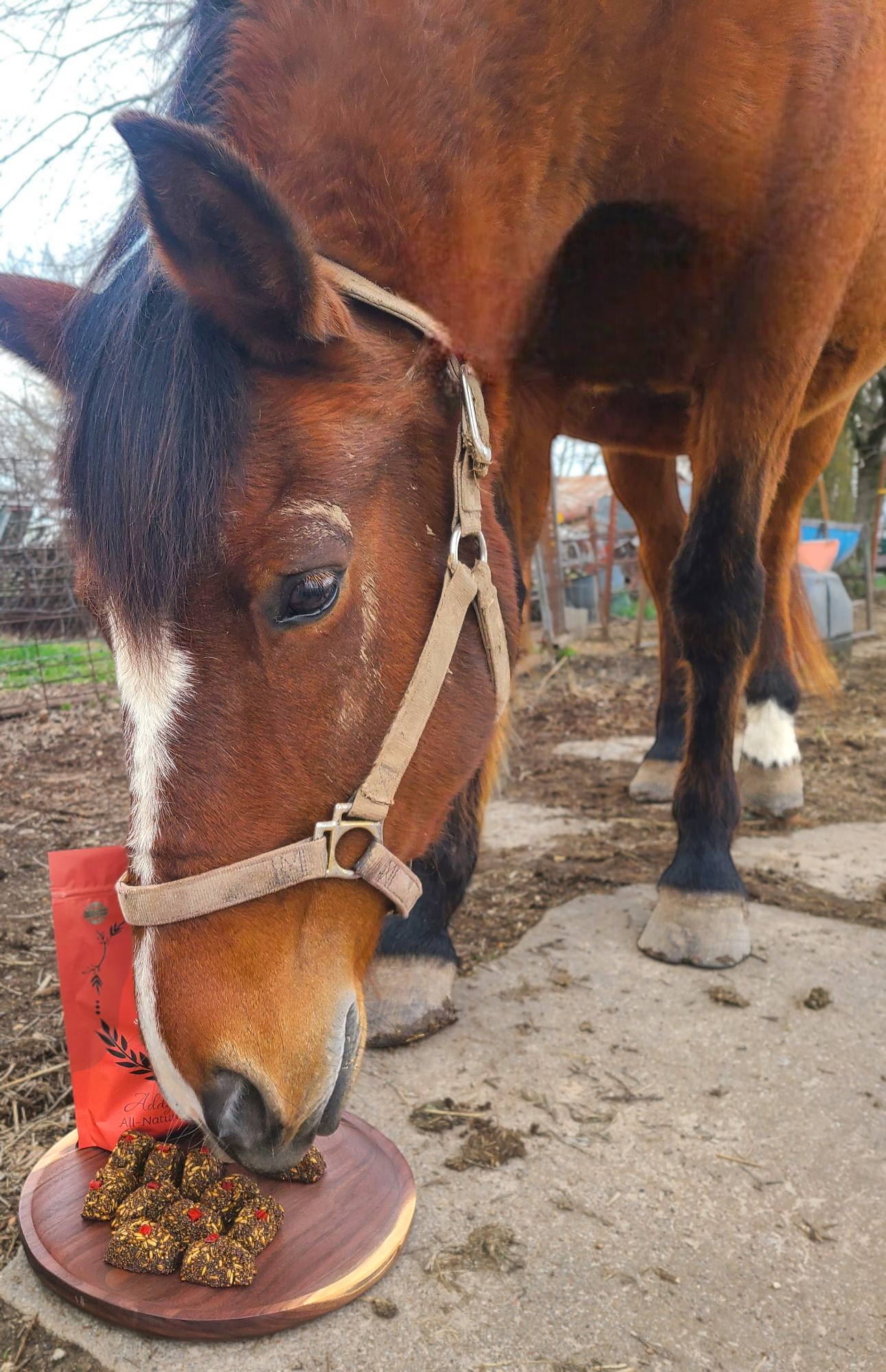 horse-4