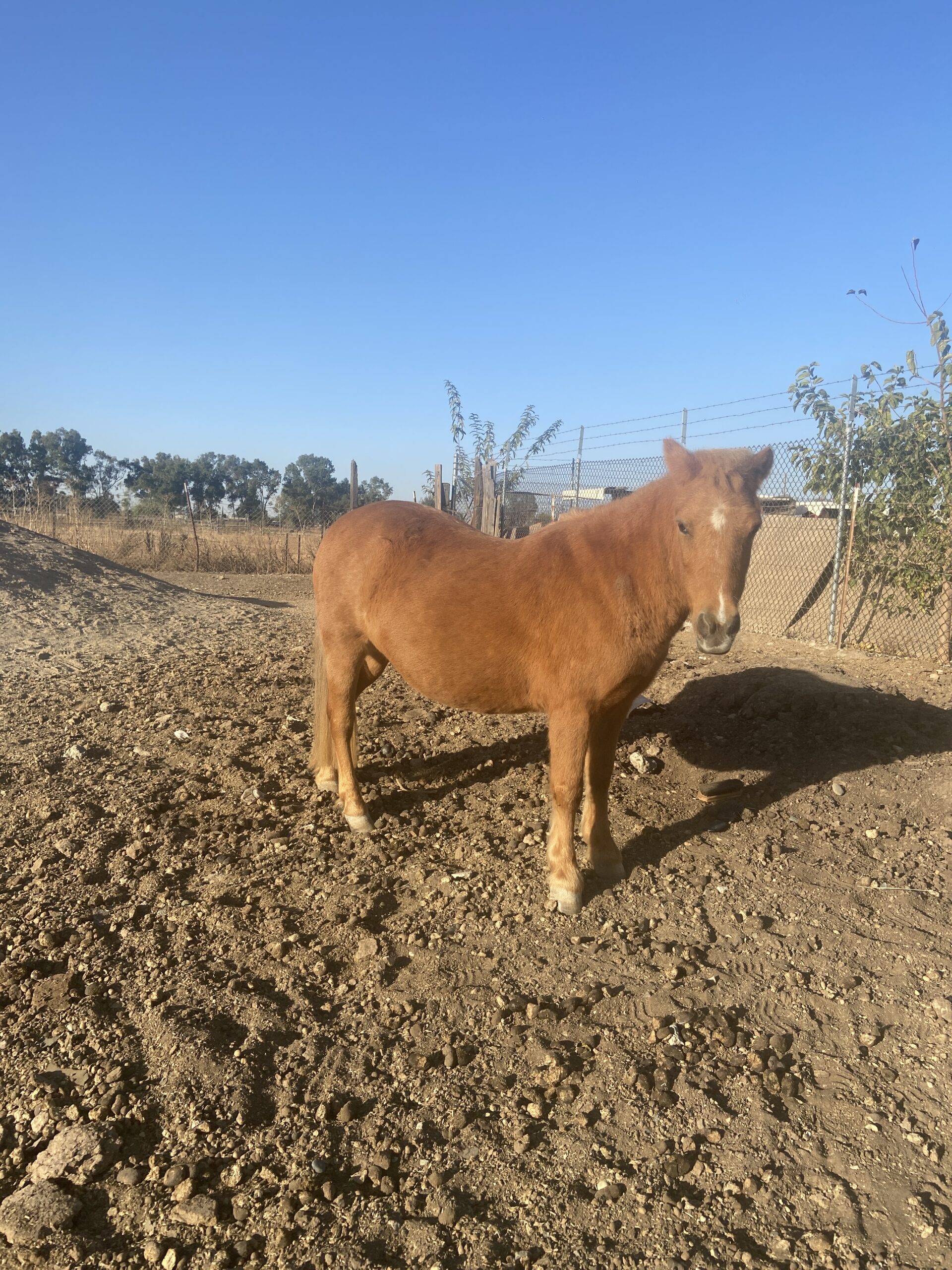 Shetland Pony Mare