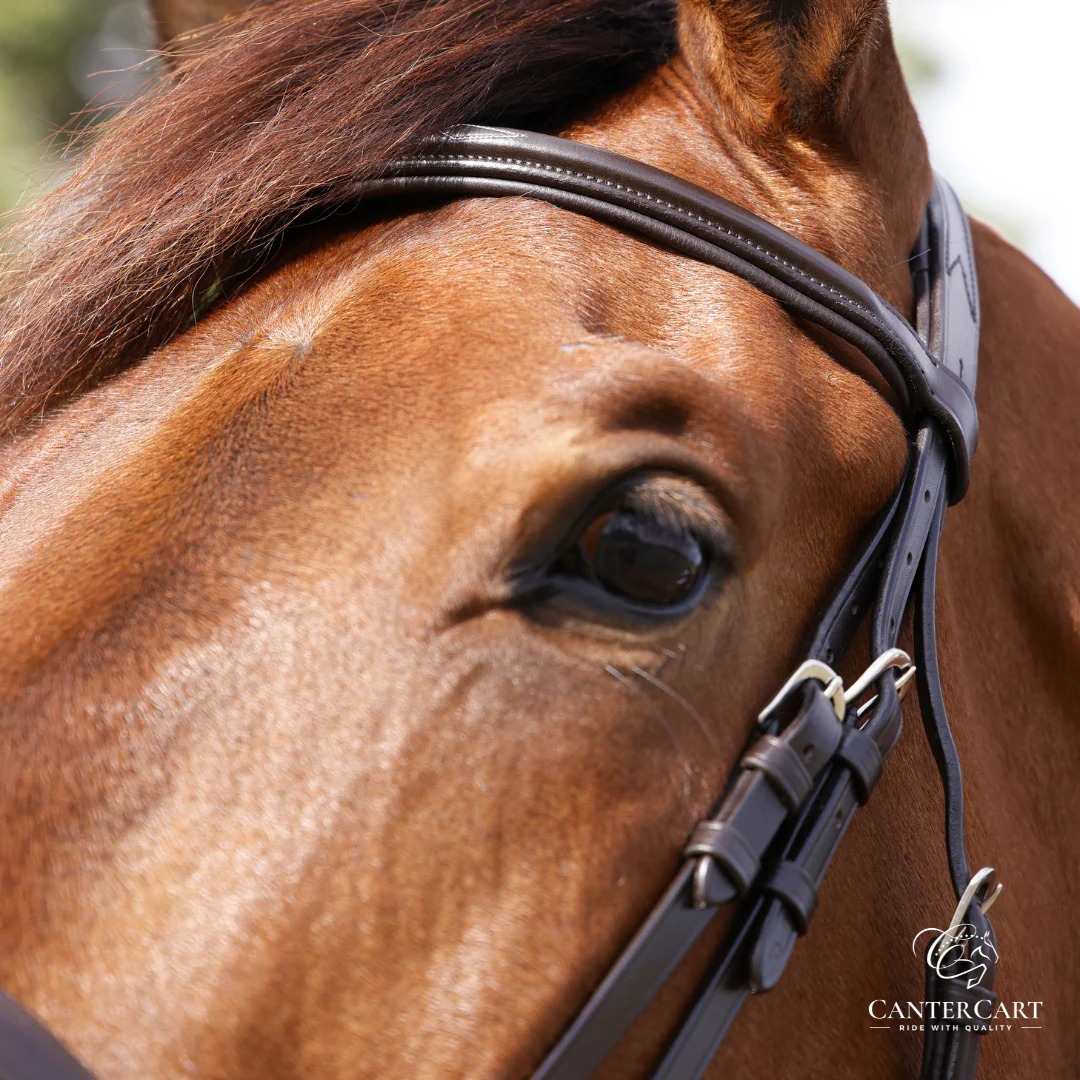 imgi_32_BridlewFlashNoseband4