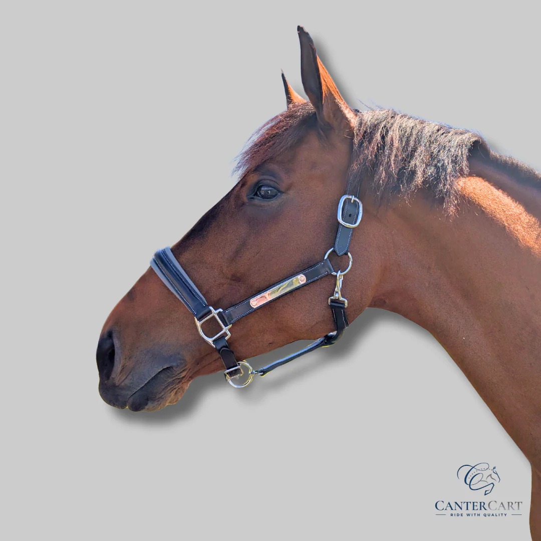 imgi_48_LeatherHalterBlack1