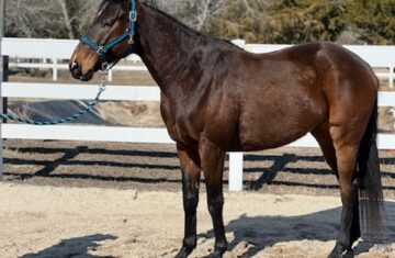 inbound3169955413932715155