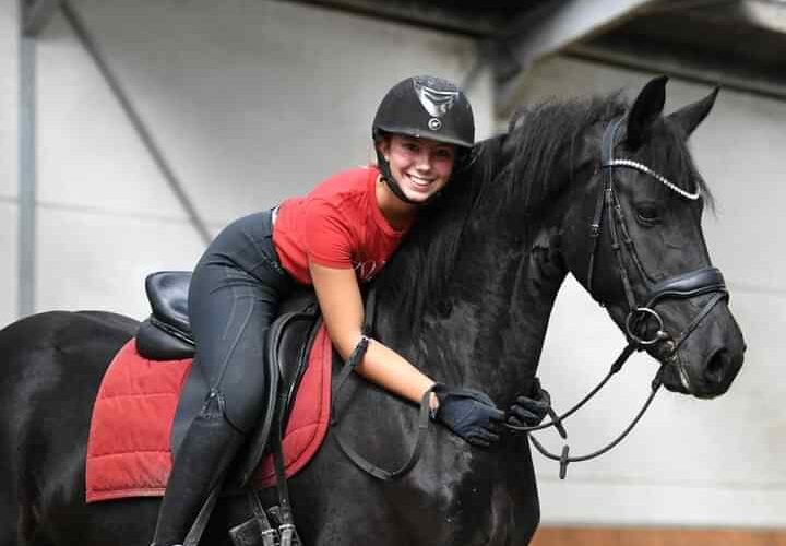 Wonderful Friesian gelding