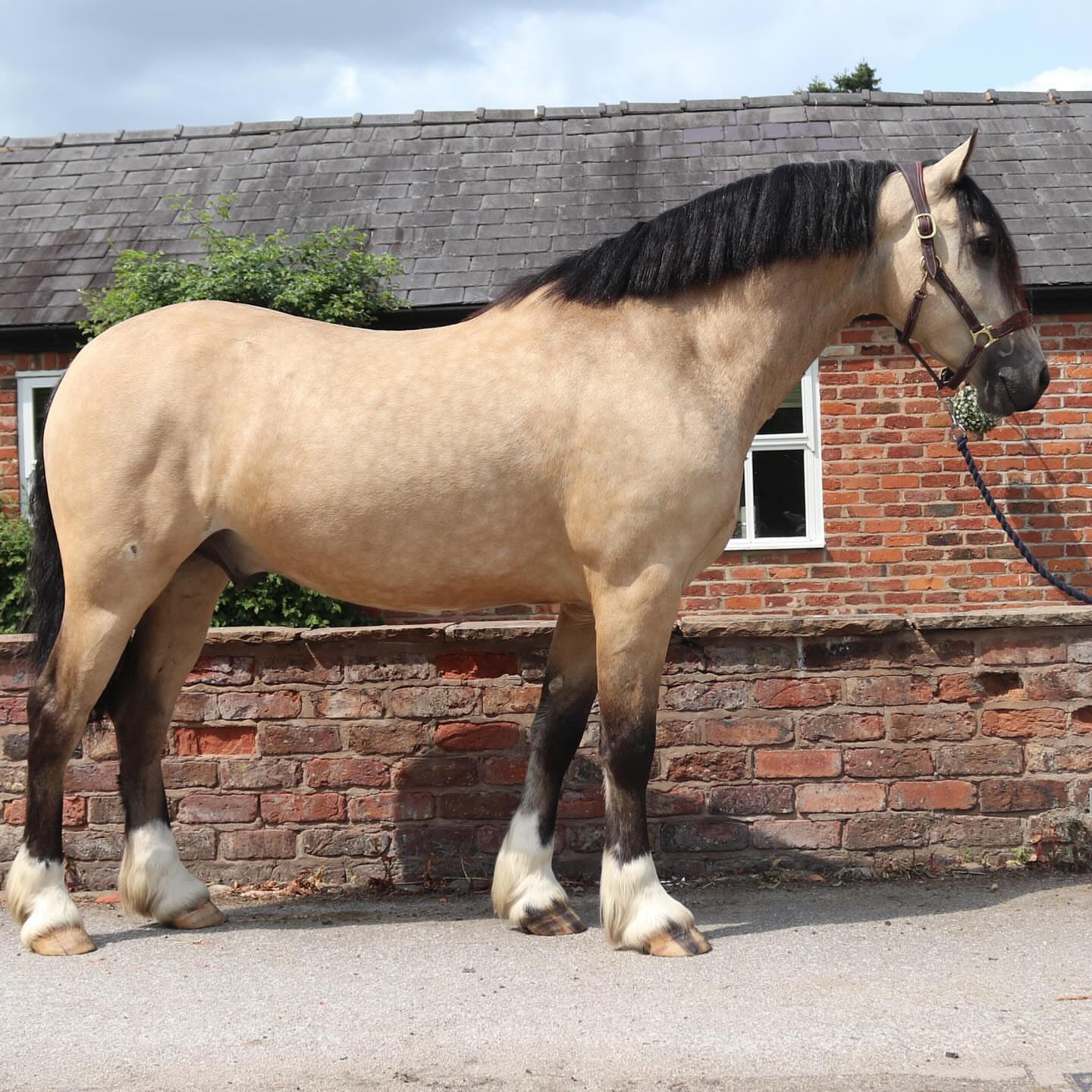 joshaw_equestrian-20251120-0001