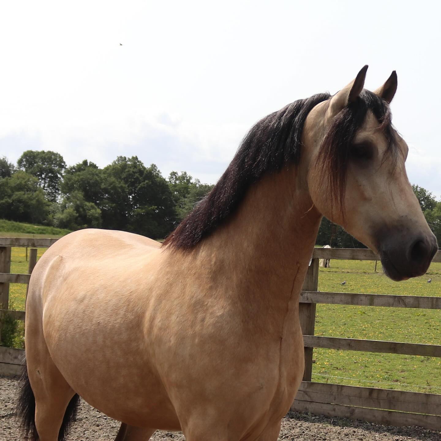 joshaw_equestrian-20251120-0003