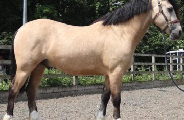 joshaw_equestrian-20251120-0007