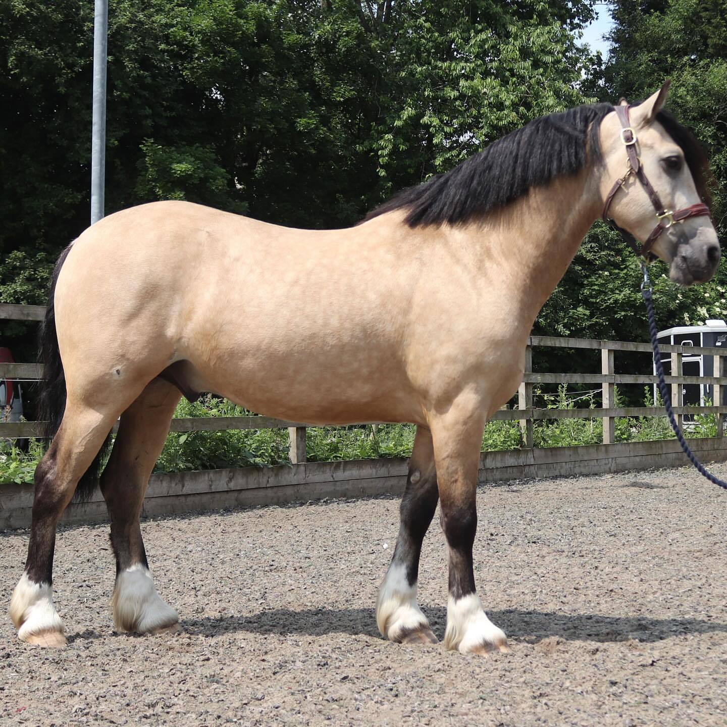 joshaw_equestrian-20251120-0007