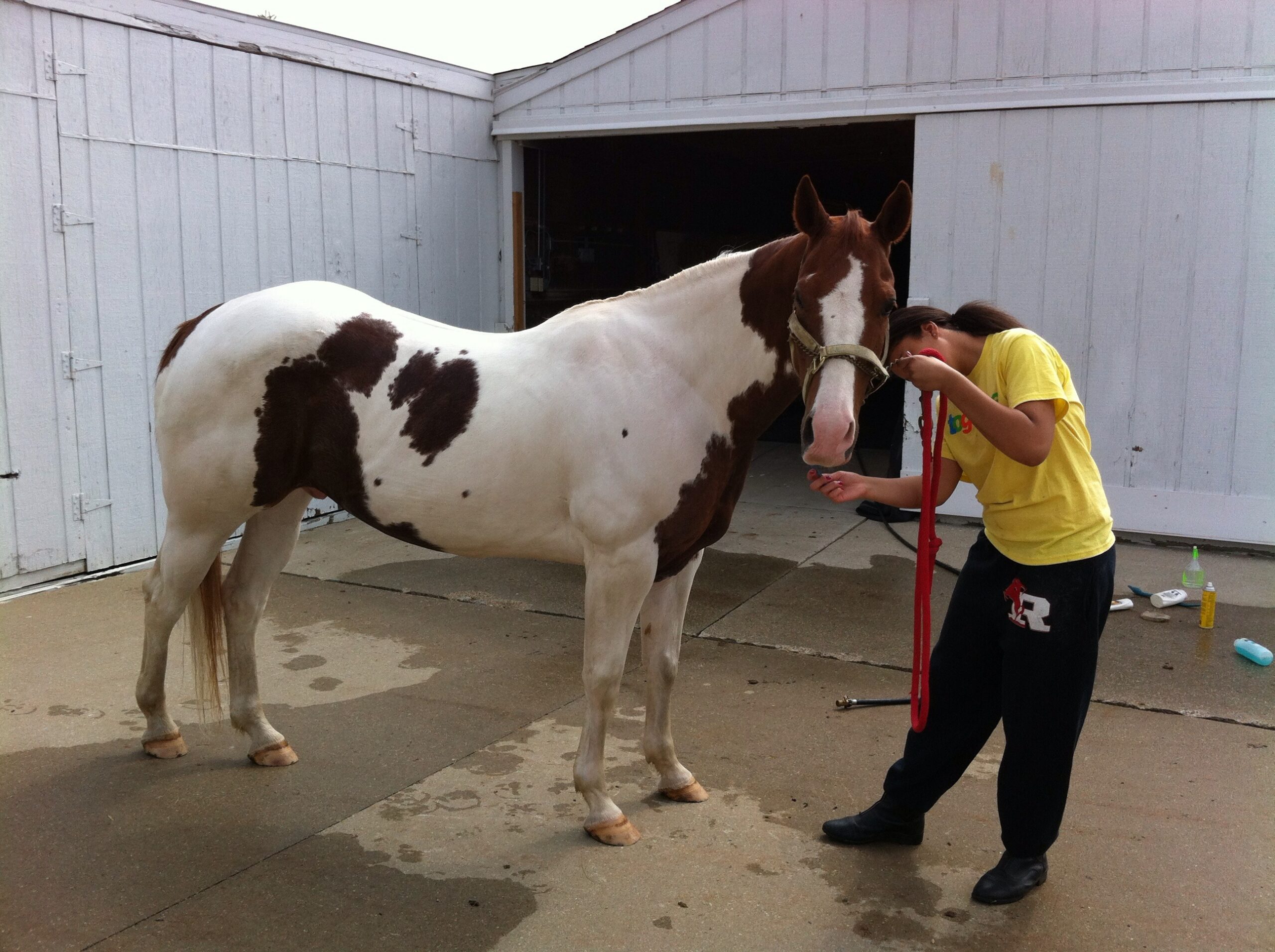 Adorable Pony Horse