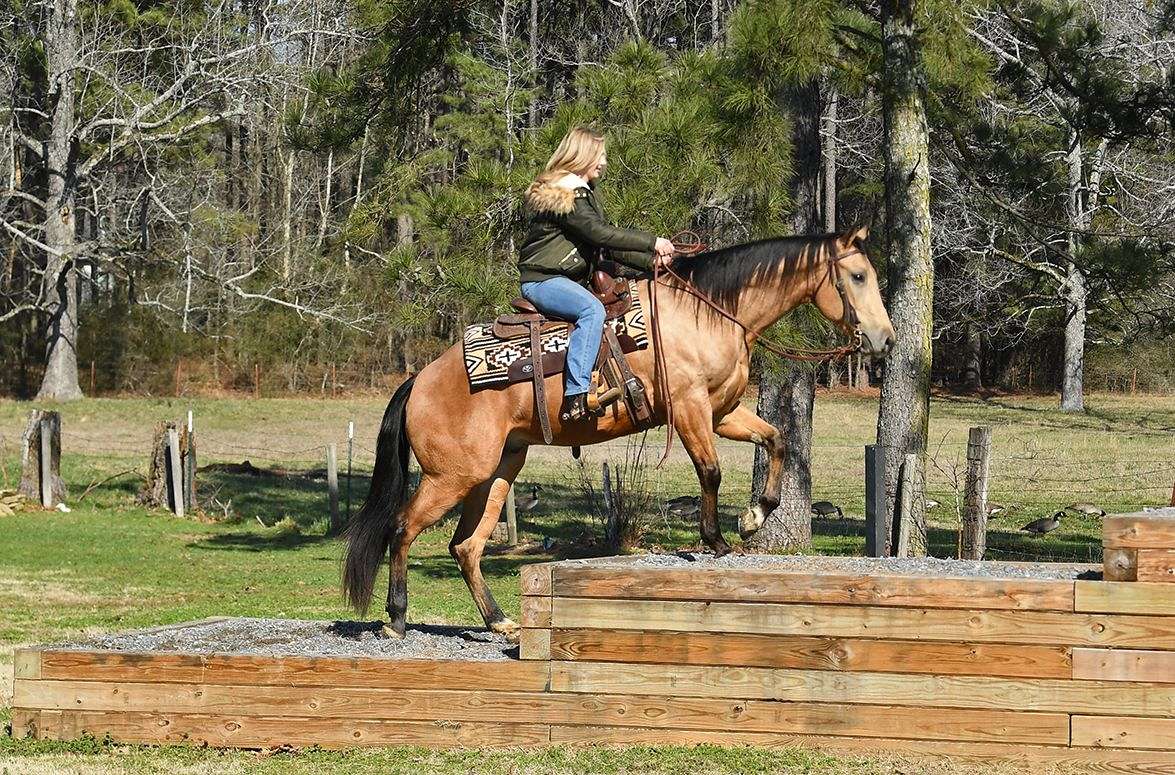 kids-horse-quarter