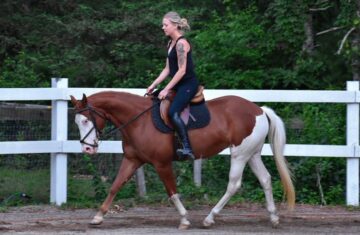 paint-horse-mare-8years-15-hh-chestnut-ranch-riding-horses-english-pleasure-showhorses-westernhorses-middleboro_0b20bbe1-20a2-4aef-b453-3857fcccfb0d