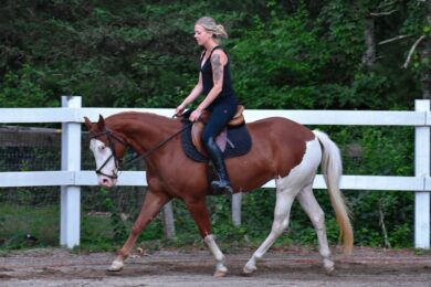 paint-horse-mare-8years-15-hh-chestnut-ranch-riding-horses-english-pleasure-showhorses-westernhorses-middleboro_0b20bbe1-20a2-4aef-b453-3857fcccfb0d
