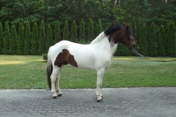 pony-Gelding1