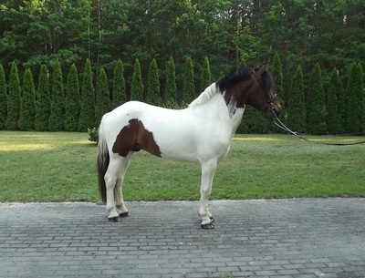 Pony Horse for sale