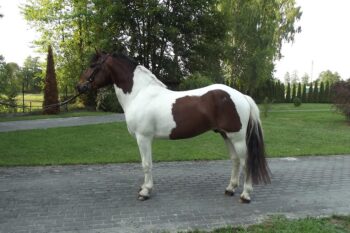 pony-Gelding2-2