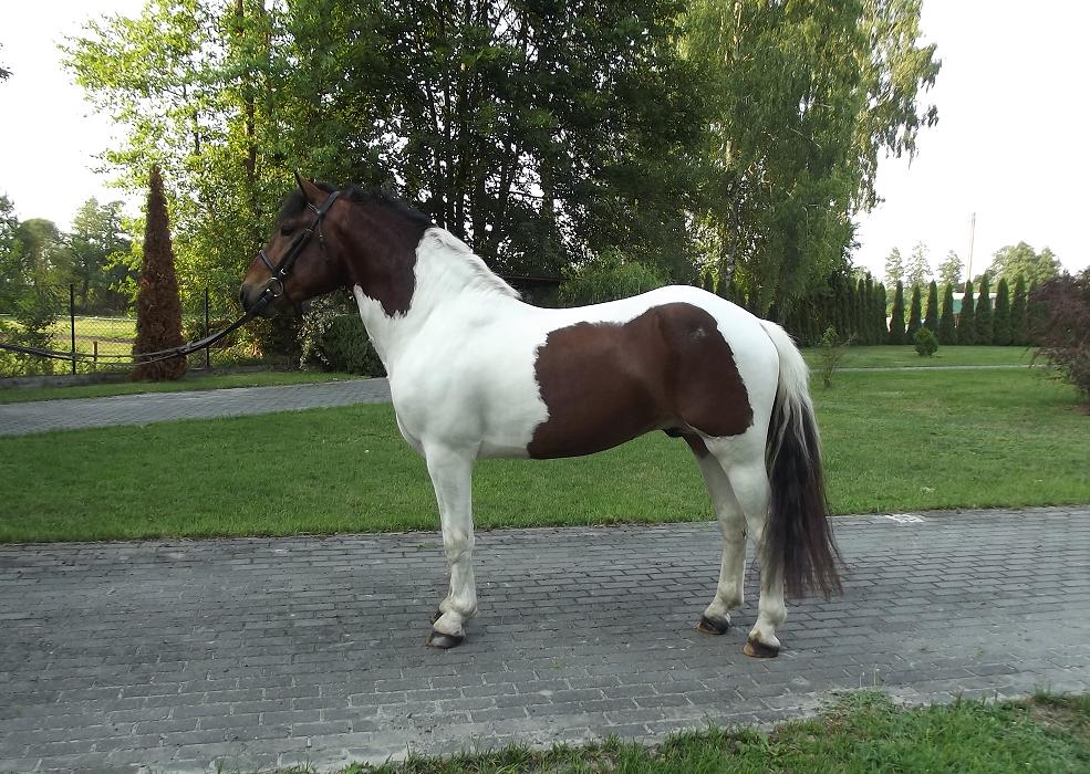 pony-Gelding2-2