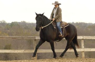 ranch-work-friesian-horse