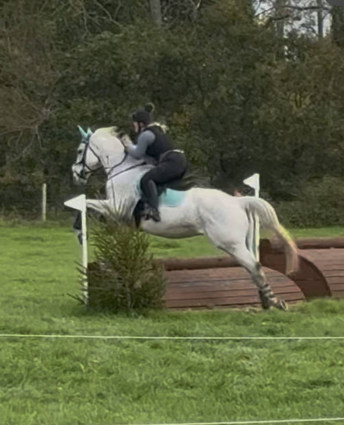 sale-horse